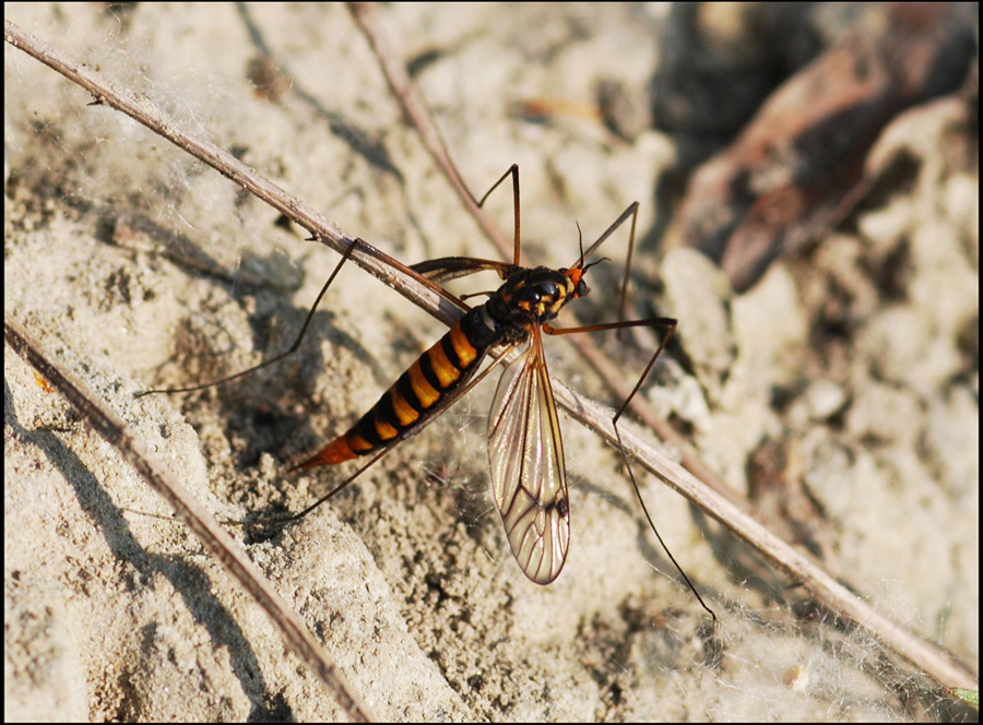 tipula?sconosciuta